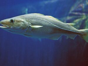 Cod Fish